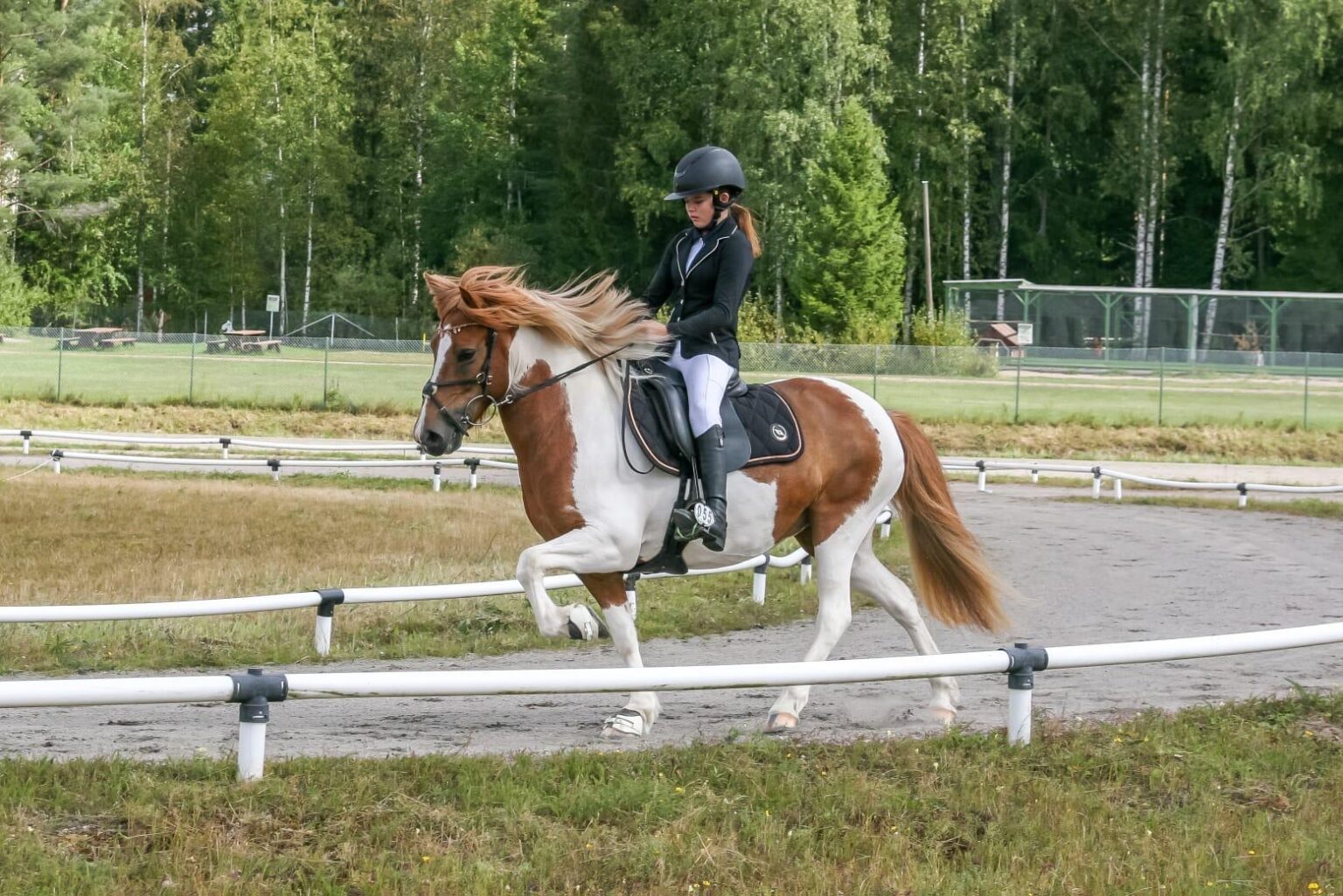 islanninhevonen-on-monipuolinen-ja-iloinen-ratsu-helsinki